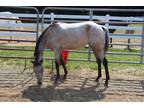 Sauvee Pony of the Americas Young - Adoption, Rescue
