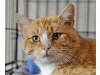 GOLDENTAIL Domestic Shorthair Adult Male