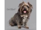 Tucker Lhasa Apso Young Male