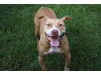 Scarlet American Pit Bull Terrier Young Female