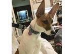 PLEASE HELP DONNIE Fox Terrier (Smooth) Young Male