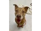 Jeb American Pit Bull Terrier Adult Male