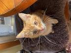 Willy (young kitten) Domestic Shorthair Male