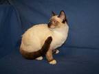 K-Mary-Queen Siamese Young Female