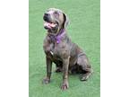 Laurie Cane Corso Adult Female