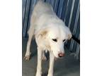 Adopt Frost a White Golden Retriever / Great Pyrenees / Mixed dog in Toronto