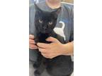 Adopt Summit a All Black Domestic Shorthair / Domestic Shorthair / Mixed cat in