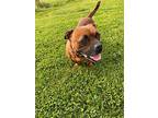SCRAPPY DOO Boxer Adult Male