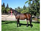 Gorgeous Oldenburg broodmare or light riding mare