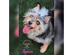 Agnes Yorkie, Yorkshire Terrier Senior Female