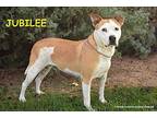 JUBILEE Pit Bull Terrier Adult Female