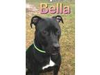 Bella American Pit Bull Terrier Adult Female