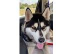Wolfie Siberian Husky Young Male