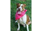 Penny American Staffordshire Terrier Young Female