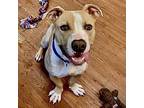 Barnaby Pit Bull Terrier Young Male
