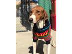 Shiloh Treeing Walker Coonhound Adult Male