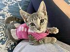 Hermione Domestic Shorthair Kitten Female
