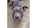 Biscotti American Staffordshire Terrier Adult Female