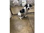 Danny Wirehaired Fox Terrier Male