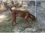 Everette Redbone Coonhound Male