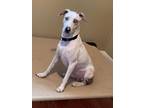 Adopt Durango a Pointer / Mixed dog in Lebanon, CT (33129931)