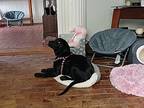 Annie: (pa), Labrador Retriever For Adoption In Utica, New York