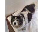 Adopt Squiggley a Border Collie