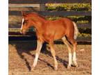 2021 ISH Colt ID x imported Elite Hanoverian Mare by Rotspon