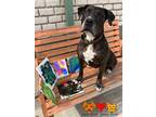 Adopt MIDNITE a Brindle - with White American Pit Bull Terrier / Mixed dog in