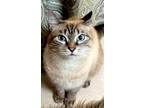 Adopt Anya a Tan or Fawn Siamese / Domestic Shorthair / Mixed cat in Bradenton