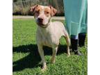Adopt Sydney a Pointer / Mixed dog in Austin, TX (33141461)
