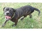 Adopt Sultan a Brindle Bullmastiff / Mixed dog in Norwood, GA (33138524)