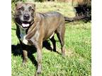 Adopt Otto a Brindle Mastiff / Mixed dog in Norwood, GA (33138264)