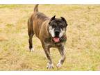 Adopt Khan a Brindle Presa Canario / Mixed dog in Norwood, GA (33138020)