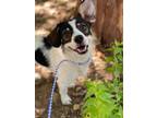 Adopt Dudley a White Rat Terrier / Jack Russell Terrier / Mixed dog in Waco