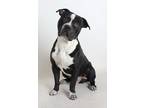 Adopt Obi a Black - with White American Staffordshire Terrier / Mixed dog in