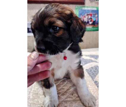 Cotralian Puppies is a Male Cotralian Puppy For Sale in Hunters WA