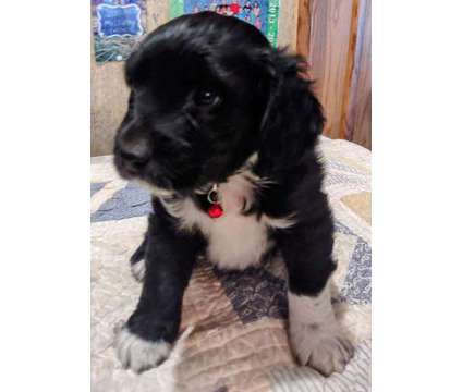 Cotralian Puppies is a Male Cotralian Puppy For Sale in Hunters WA