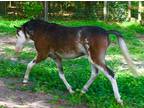 ASPC Bay Sabino Tovero Stallion Looking for Show Home