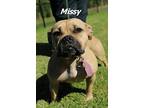 Missy American Pit Bull Terrier Adult Female