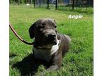 Angie American Pit Bull Terrier Adult Male