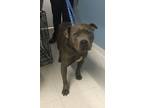 Adopt Baby (Babe the Big Blue Ox) a Pit Bull Terrier, Cane Corso