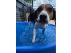 Copper Treeing Walker Coonhound Adult Male