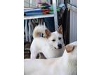 Adopt Dylan a White Jindo / Mixed dog in Niagara Falls, ON (33151141)