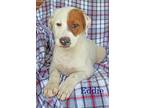 Eddie SouthernCharm Jack Russell Terrier Puppy Male