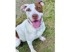 Princess American Pit Bull Terrier Puppy Female