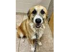 Elmo (escobar) Great Pyrenees Adult Male