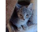 Tabby - super snuggly Domestic Shorthair Kitten Female