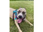 Lucy American Staffordshire Terrier Adult Female