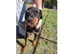 Adopt Plex a Black - with Tan, Yellow or Fawn Rottweiler / Mixed dog in Temple